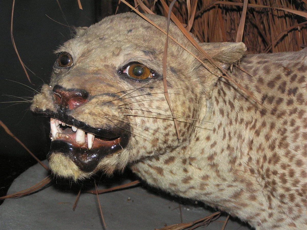 Nesli tükenmiş hayvan olan: Zanzibar Leoparı görseli