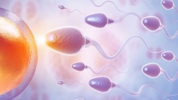 340 Yıl Boyunca Spermin Nasıl Hareket Ettiği Konusunda Yanıldık