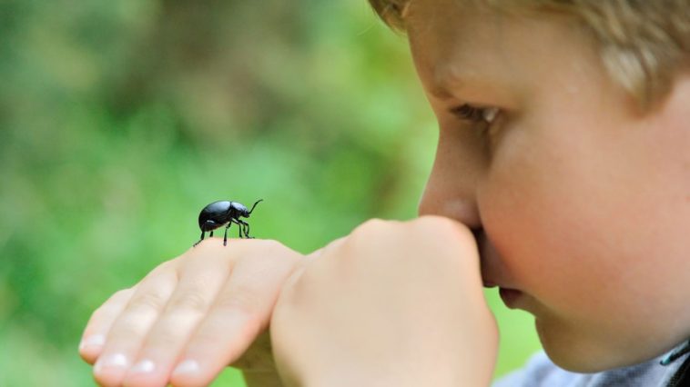 Beyinsizler Çocuk: Böcekler Öldüklerinde Neden Ters Dönerler?