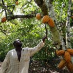 Fildişi Sahili'ndeki bir plantasyon sahibi, kakao ağaçlarından birinin üzerindeki kapsülleri kontrol ediyor