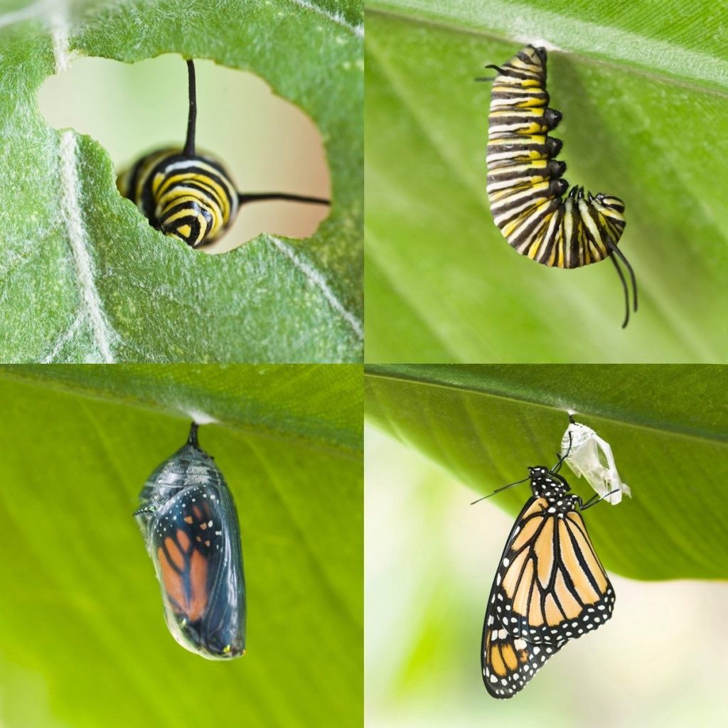 Kelebek Metamorfoz Aşamaları © Getty Images