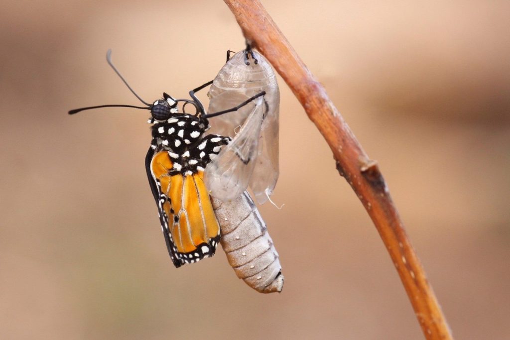 Kelebek koza çıkış anı © Getty Images