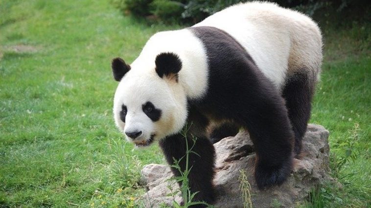 Pandaların Kürkü Neden Siyah Beyazdır? İşte Nedeni !