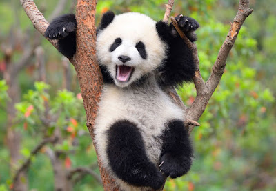 Pandaların Kürkü Neden Siyah Beyazdır? İşte Nedeni !