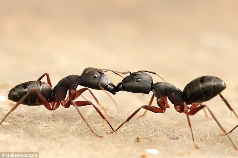 Karıncalar Sosyal Bağlar Oluşturmak İçin Birbirlerinin Ağızlarına Kusarlar