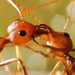 Karıncalar Sosyal Bağlar Oluşturmak İçin Birbirlerinin Ağızlarına Kusarlar