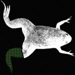 Bilim İnsanları Kurbağaların Kοpan Uzuvlarını Yeniden Büyütmeyi Başardı