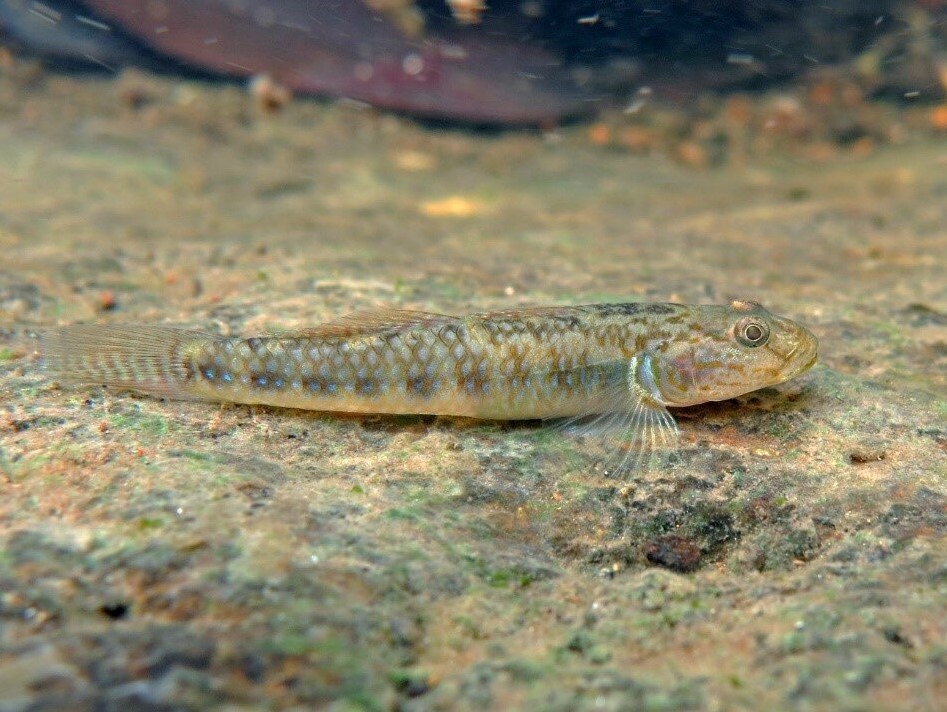Filipinler'de iki yeni tatlı su kaya balığı türü keşfedildi