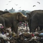 Filler Çöp Yiyerek Ölüyor