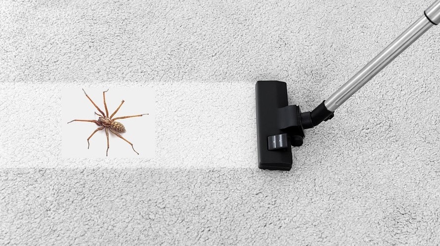 Bir Örümceği Elektrikli Süpürgeye Çekerseniz Dışarı Çıkabilir Mi?