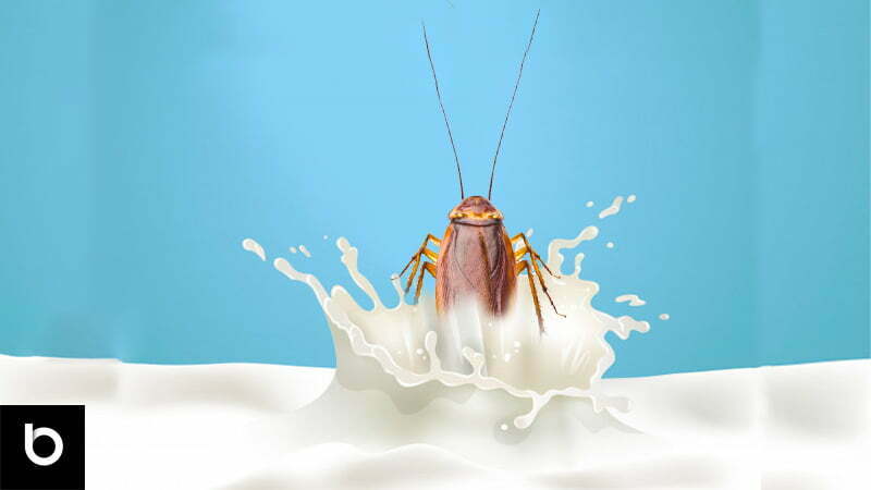 hamamböceği sütü