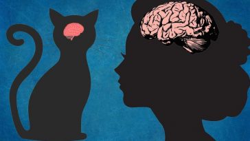 Kedi Beyinleri İnsanlar Yüzünden Küçülüyor !