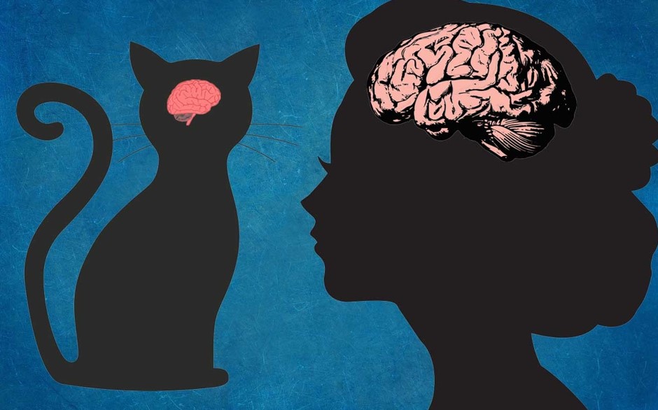 Kedi Beyinleri İnsanlar Yüzünden Küçülüyor !
