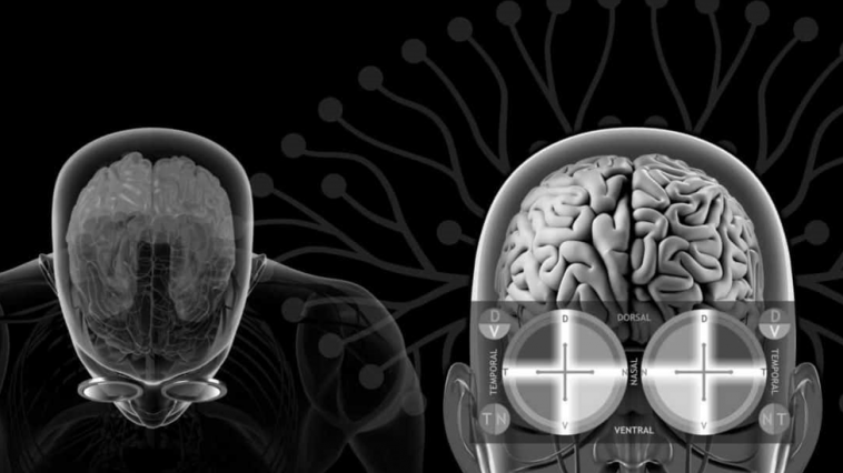 Retinanızdaki Bir Detay Beyninizin Ne Kadar Sağlıklı Olduğunu Gösteriyor