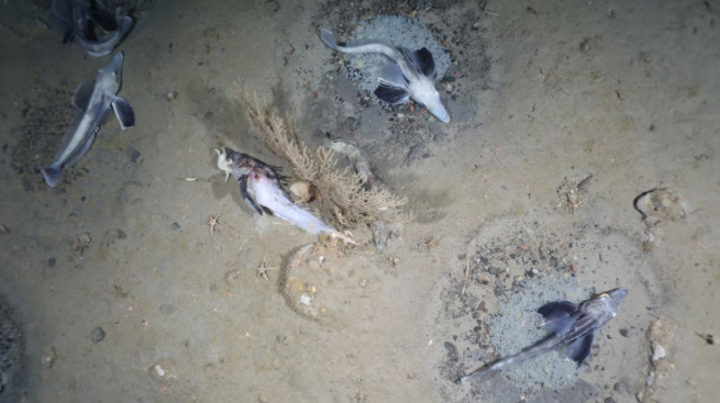 Antarktika'da Dünya'nın en büyük balık üreme alanı Keşfedildi