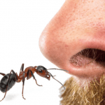 Karıncalar Nasıl Kokarlar?