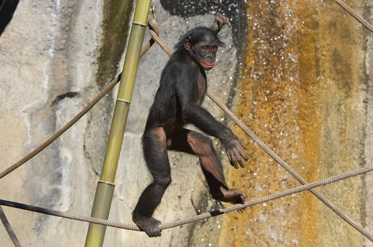 Ayakta Bonobo maymunu