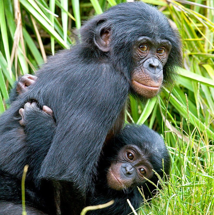 Bonobo maymunlarının aile hayati