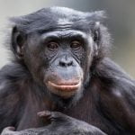Bonobo Maymunları Hakkında Tüm Özellikler