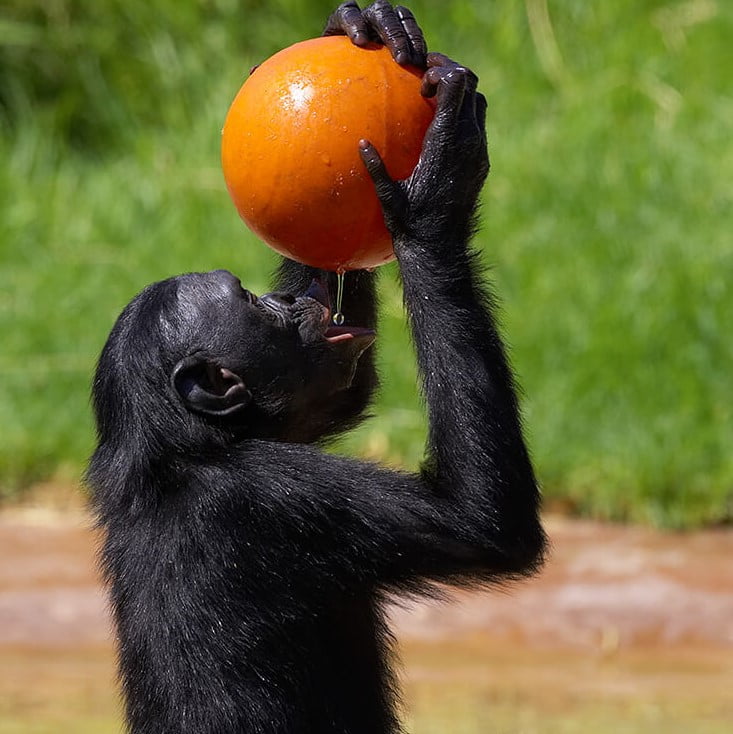 Bonobo maymunu beslenirken