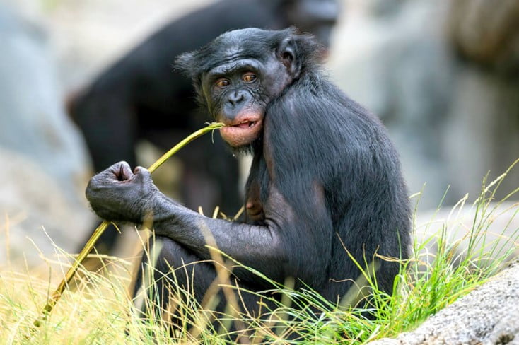 Bonobo maymunu beslenmesi