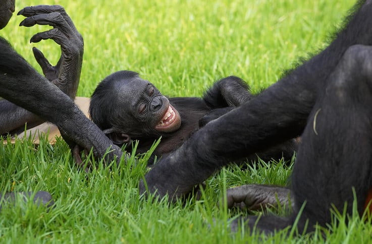 Bonobo maymunu gülerken