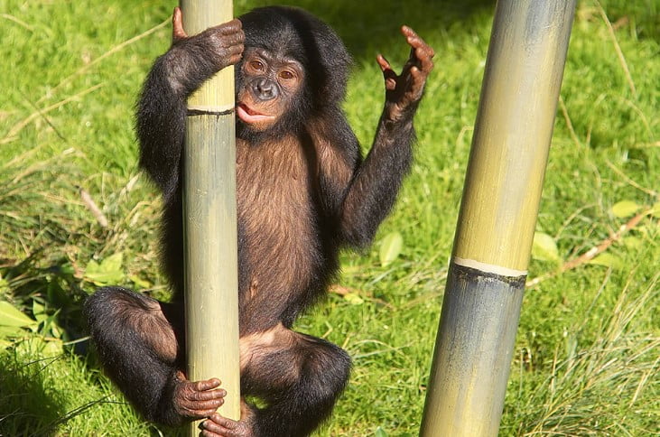 Yavru Bonobo Maymunu