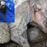 30 bin yıllık bozulmamış yavru mamut bulundu