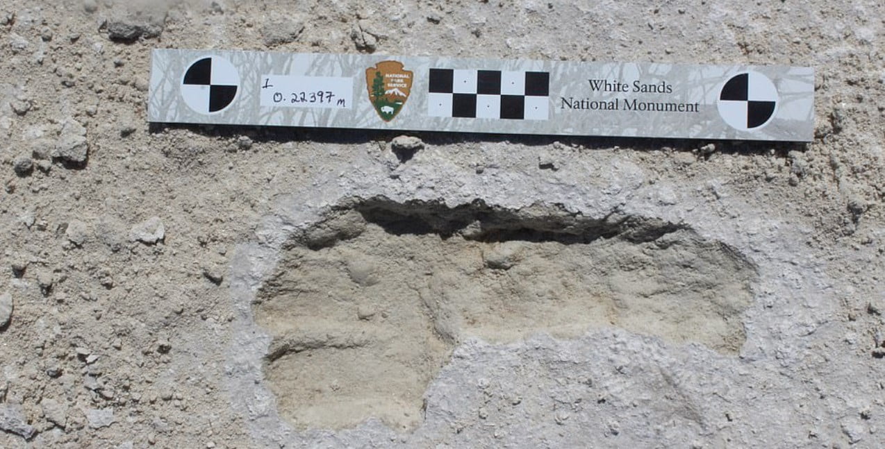 fosil ayak izleri