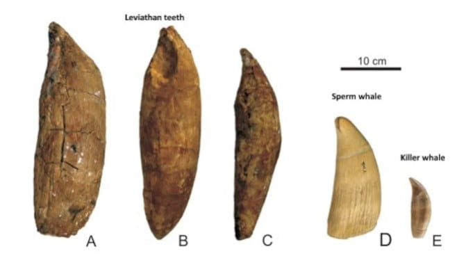 leviathan - livyatan dişleri