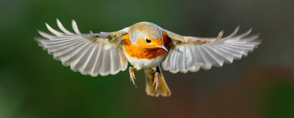 Kuşların Gizemli Kuantum Duygusu İlk Kez Gözlemlendi !