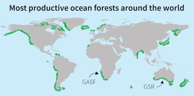 Okyanus Ormanları