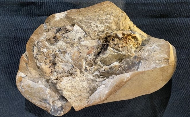 380 Milyon Yaşındaki Kalp Fosil Bugüne Kadar Bulunan Fosillerdeki En Yaşlısı