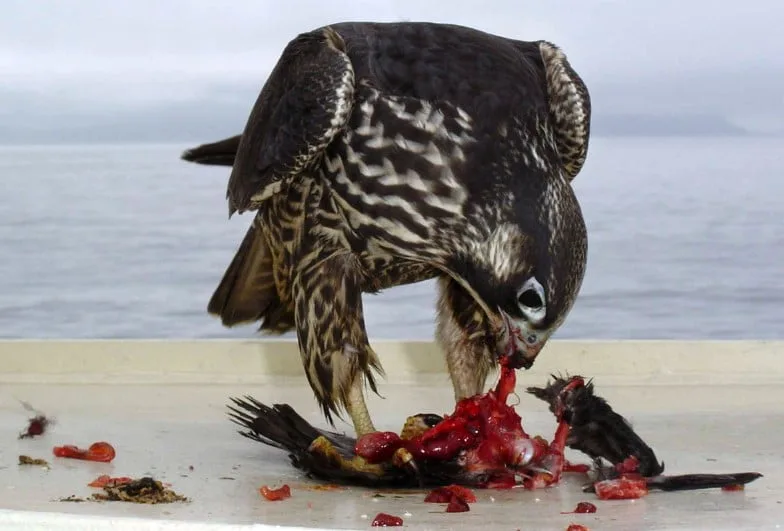 Bayağı doğan kuşu aynı zamanda, Gök doğan ve Alaca doğan olarak da bilinir.
