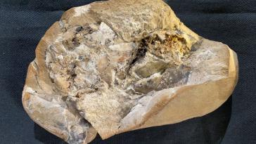 380 Milyon Yıllık, Dünyanın En Eski Kalp Fosili Bulundu