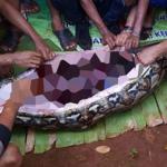 Endonezya'da 6 metre uzunluğundaki pitonun karnında bir kadının cesedi bulundu.