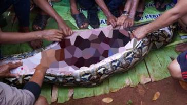 Endonezya'da 6 metre uzunluğundaki pitonun karnında bir kadının cesedi bulundu.