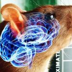 İnsan Beyin Hücrelerini Hayvanlara Nakletmenin Etiği