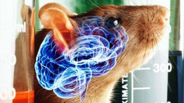 İnsan Beyin Hücrelerini Hayvanlara Nakletmenin Etiği