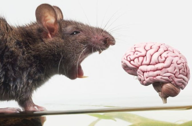Hibrit Beyinler: İnsan Nöronlarını Hayvanlara Nakletmenin Etiği