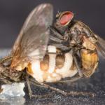 Zombi mantarı erkek sinekleri ölü dişilerle çiftleştiriyor