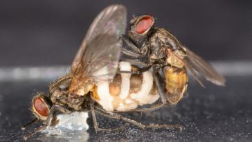 Zombi mantarı erkek sinekleri ölü dişilerle çiftleştiriyor