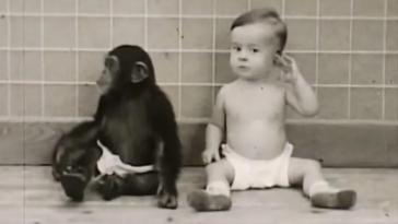 bebek şempanze