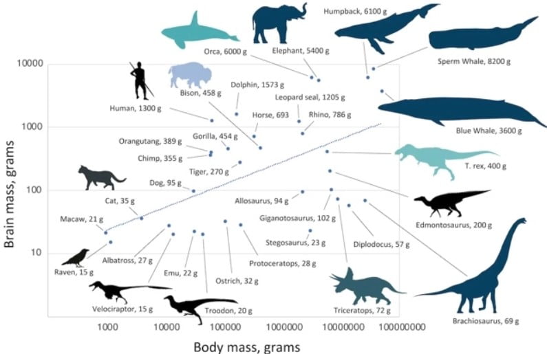 dinozorlarin evrimi
