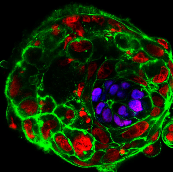embriyo modeli hücre