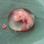 Laboratuvarda Yetiştirilen İnsan Embriyoları İçin Sırada Ne Var?