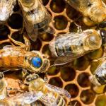 arılar için aşı bulundu