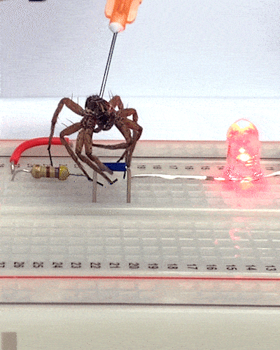 Nekrobotik Örümcek Robot