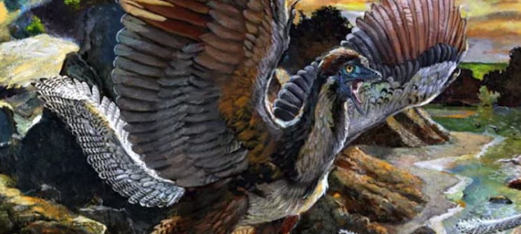 Kuşlar Nasıl Kanatlandı? Dinozor Fosilleri Bu Durumu Açıklıyor!