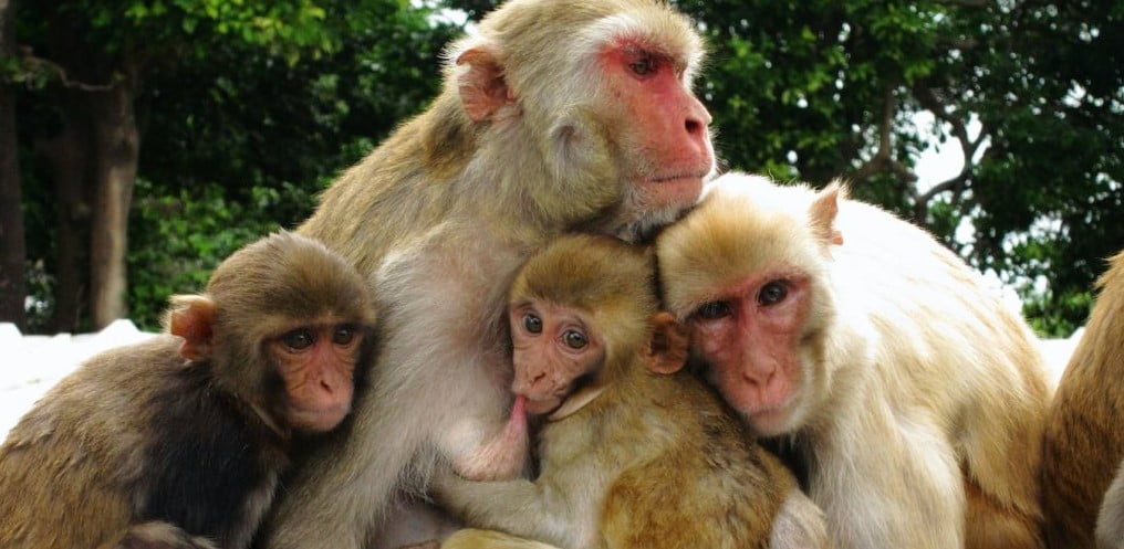 Dünya'da İlk Kez Laboratuvarda Üretilen Yapay Embriyolar İle Bir Maymun Hamile Kaldı.